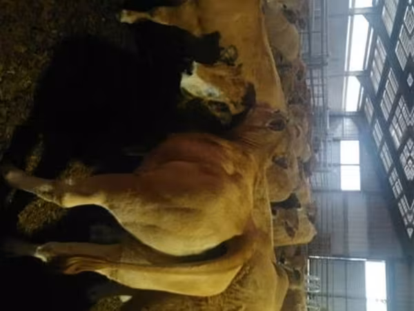 گاو ماده, Aubrac cattle — بریتانیا