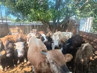 Toro, Bovini — foto 2
