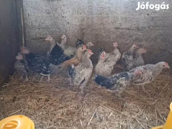 Bantam Nhật Bản