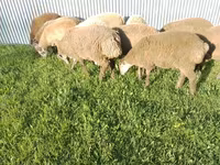 Ram, Sheep — photo 3
