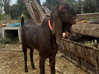 Țap, Nubian Goat — foto 2