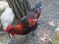 Ayam Cemani — foto 7
