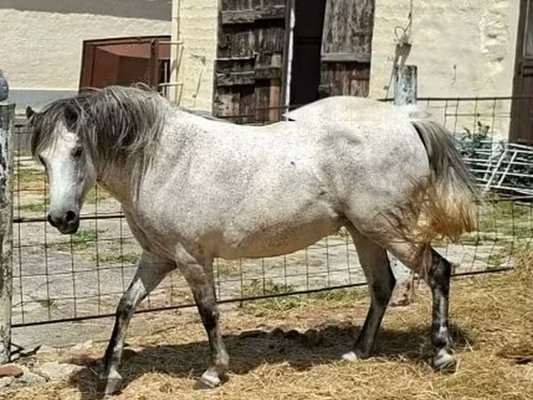Faras dhaddig, Hungarian horse breed