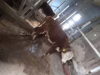گاو نر, Simmental cattle — عکس 4