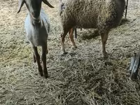Domba jantan, Sheep — foto 4