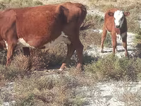 பசு, Latvian Blue cattle — புகைப்படம் 3