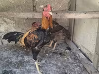 Chickens — fotografija 2