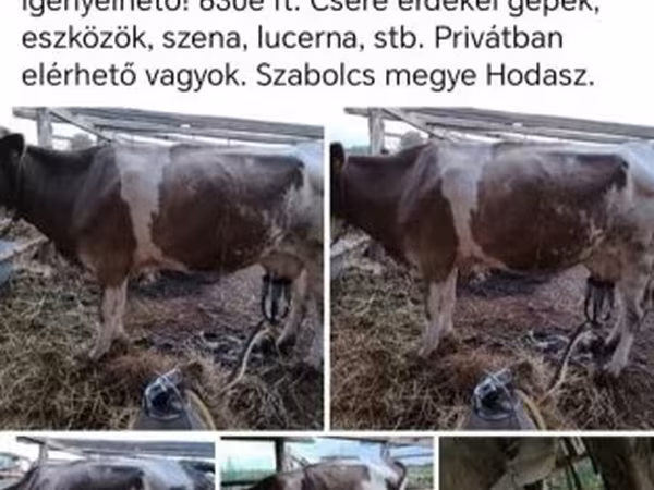 Krava, Simmental cattle