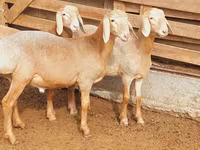 Montone, Arashan sheep — foto 6