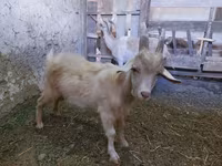 بز ماده, Saanen goat — عکس 1
