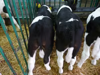 گاو نر, Simmental cattle — عکس 4