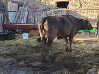 Krava, Swedish red cattle — fotografija 1
