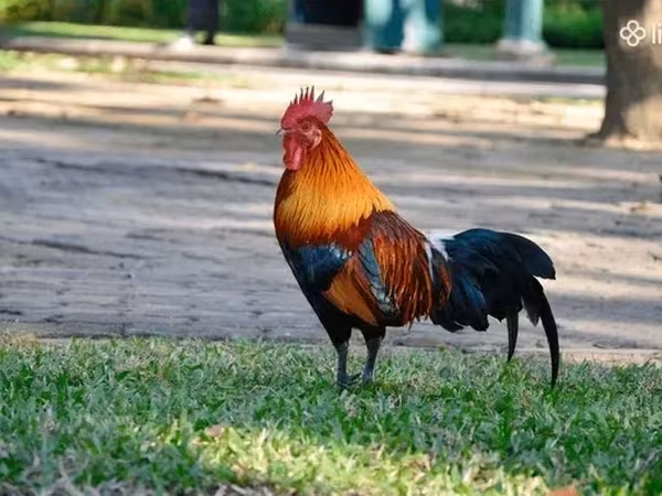 Chickens — Armenia