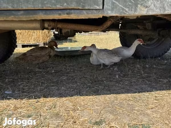 Ducks