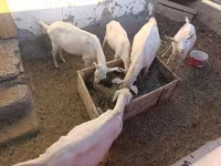Ziege, Saanen goat — Foto 3