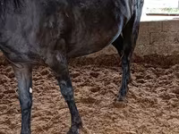 مادیان, Horse breed — عکس 3