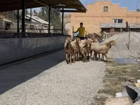 Owca, Arashan sheep — zdjęcie 6