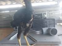 Chickens — عکس 4