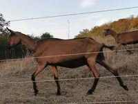 Buk, Alpine goat — foto 2