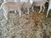 Owca, Ile-de-France sheep — zdjęcie 1