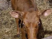 Buğa, Simmental cattle — foto 7