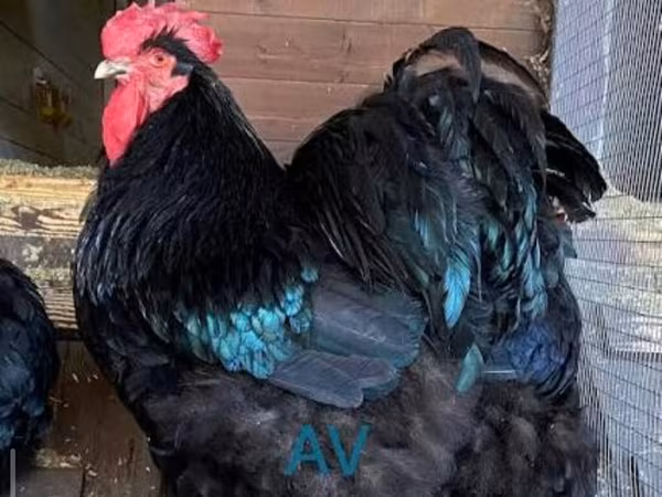Brahma
