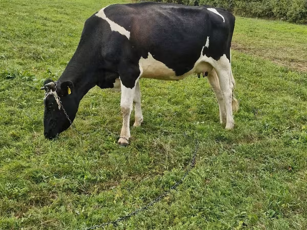 گاو ماده, Russian Black pied cattle