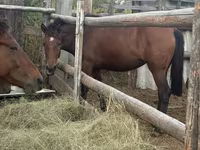 حصان, Horse breed — الصورة 6