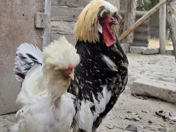 Chickens