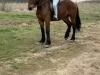 Kuda jantan, Horses — foto 4