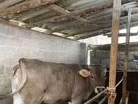 Krava, Swiss cattle — fotografija 3