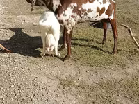 بز (گروه، جنسیت مشخص نشده), Beetal goats — عکس 4