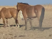 Hingst, Mugalzhar horse — foto 1