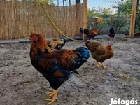وایندوت — عکس 5