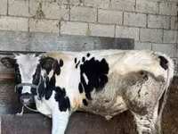 گاو نر, Russian Black pied cattle — عکس 1