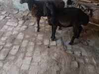بز نر, بز — عکس 2