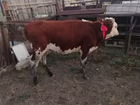 Sığır (parti, cinsiyet belirtilmedi), Sığır — foto 2