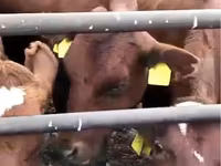 Mucca, Swiss cattle — foto 2
