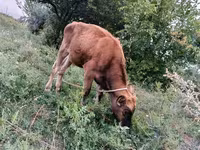 सांड, मवेशी — फ़ोटो 2