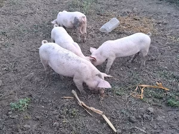 Babi betina, Pigs