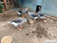 Geese — Foto 4