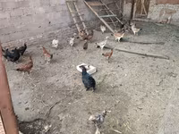Chickens — عکس 1
