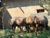 Beran, Arashan sheep — foto 1