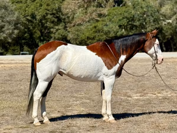 Άλογο, American paint horse