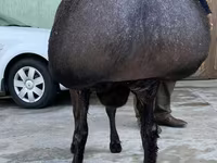 Carnero, Blackheaded Persian sheep — foto 4