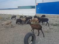 Får, Tian-Shan semifinewool sheep — foto 2