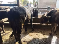 ወንድ በሬ, Swiss cattle — ፎቶ 3