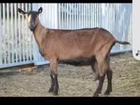 Koza, Alpine goat — foto 1