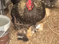 Brahma — foto 1