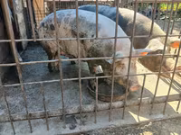 Sow, Pigs — photo 2